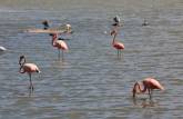 Flamingos se alimentam em lago do Parque Nacional Washington-Slagbai, no norte de Bonaire
